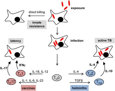 Review: Impact of Helminth Infection on Antimycobacterial Immunity—A Focus on the Macrophage